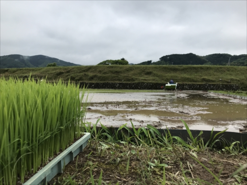 2018年田植え