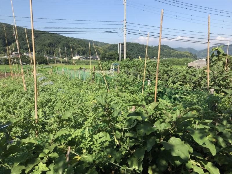 2018年7月の田畑