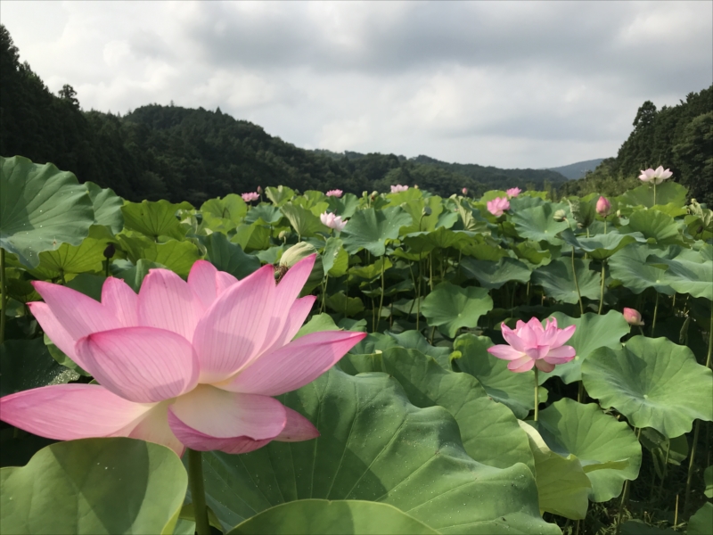 休耕田の蓮の花