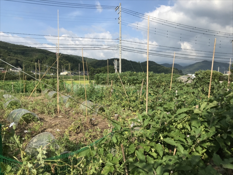 2018年8月の田畑