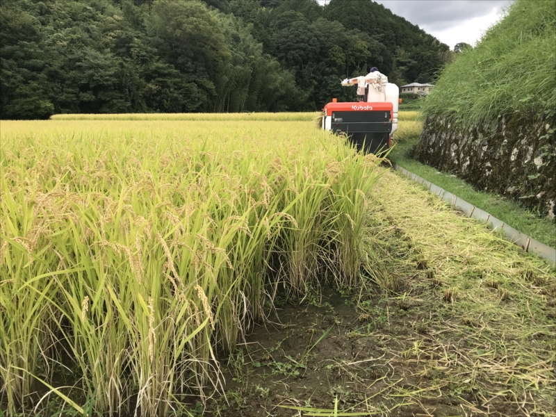 2018年稲刈り