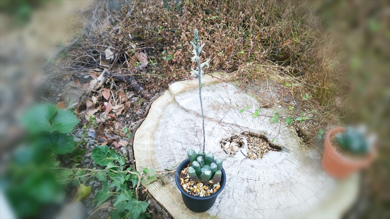 多肉植物に咲いた花と実生