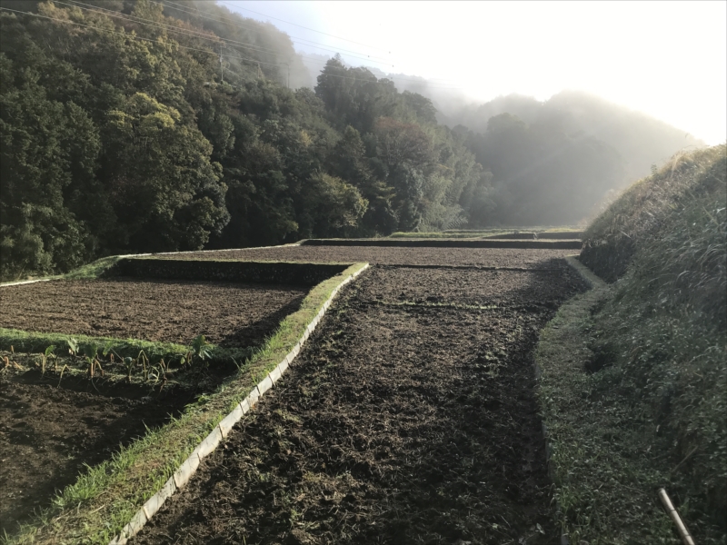 2018年11月の田畑