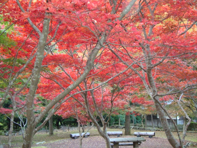 色づく山