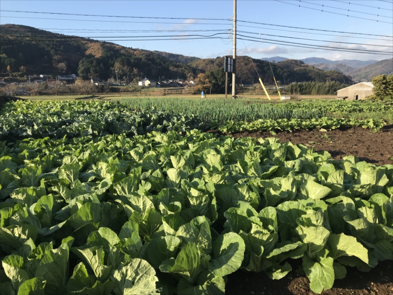 2018年12月の田畑