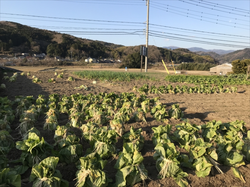 2019年1月の田畑