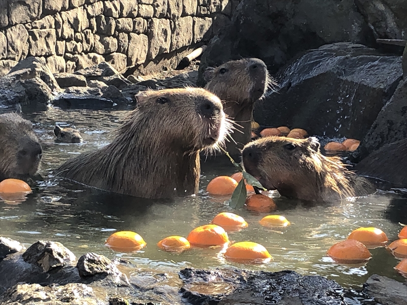 元祖カピパラ温泉