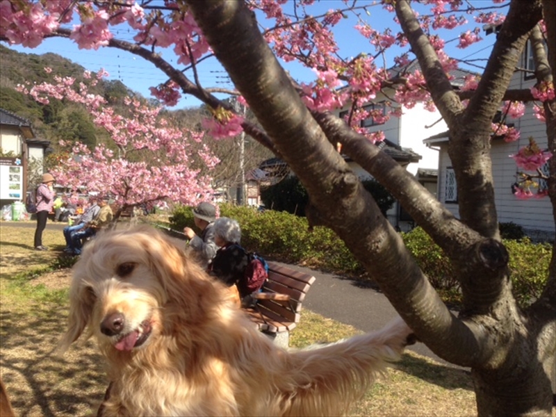 まるを連れて“河津さくらまつり”を満喫