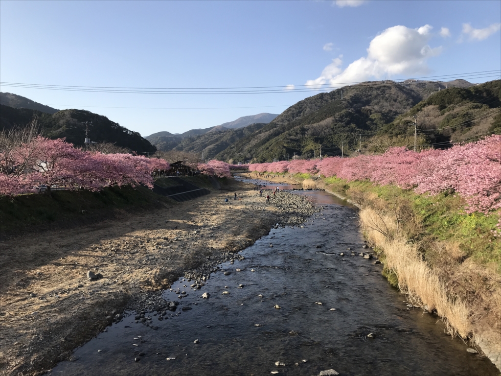 河津さくらまつり その2