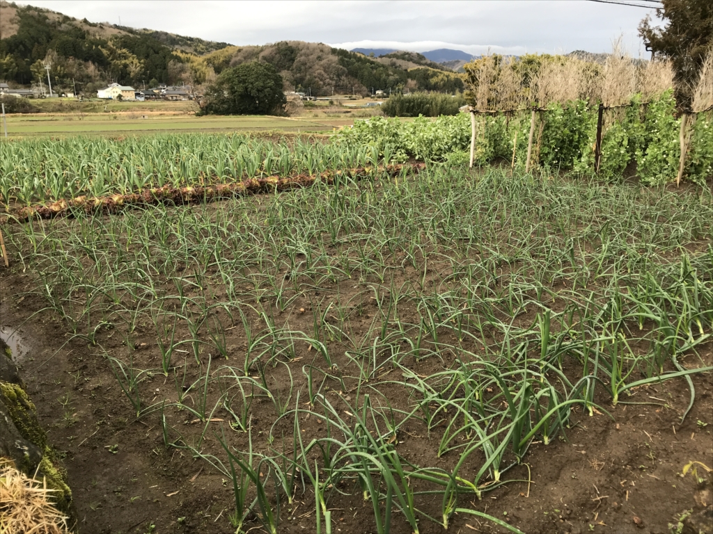 2019年3月の田畑