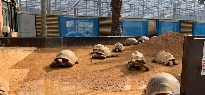 ちょっと特殊な動物園「iZoo」