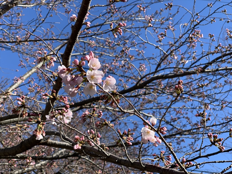 2019年・桜が開花しました！