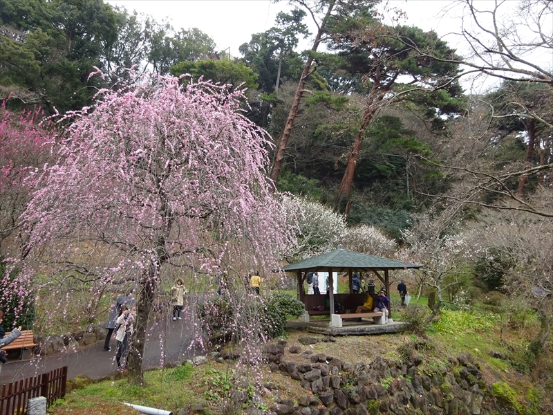 熱海梅園