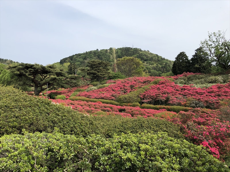 つつじ園