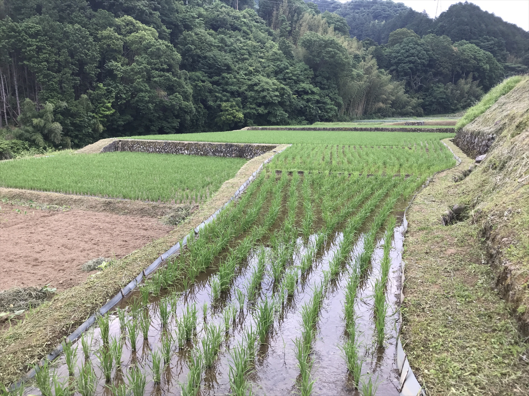 2019年6月の田畑