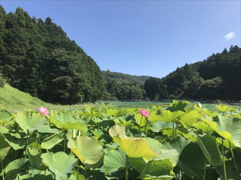 休耕田の蓮畑