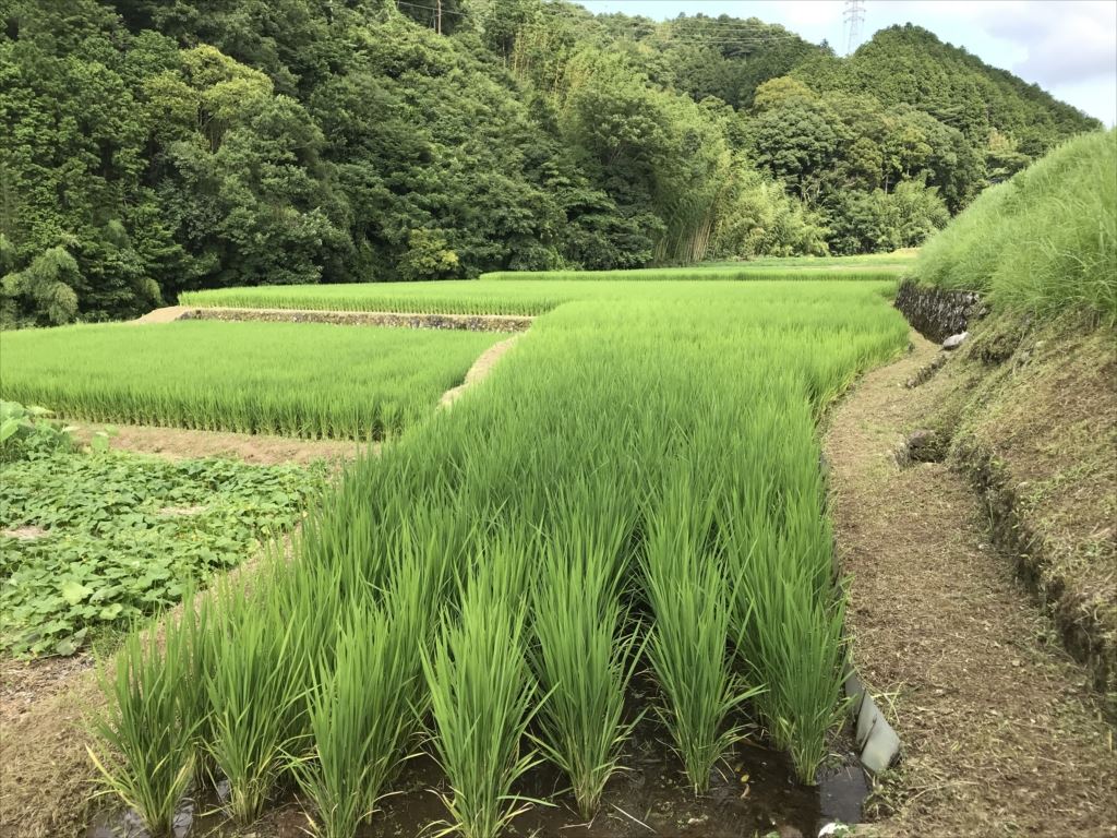 2019年7月の田畑