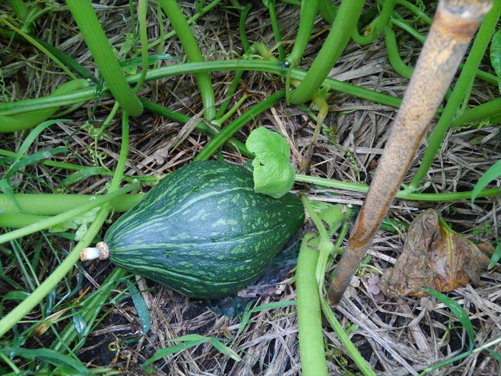 家庭菜園