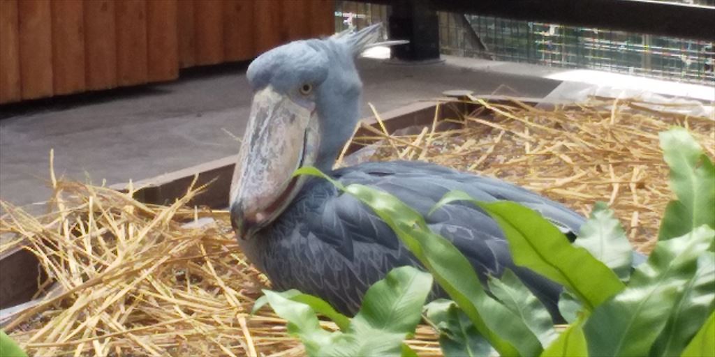 掛川花鳥園を訪れて