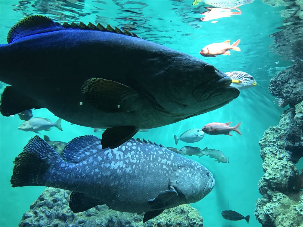 葛西臨海水族館