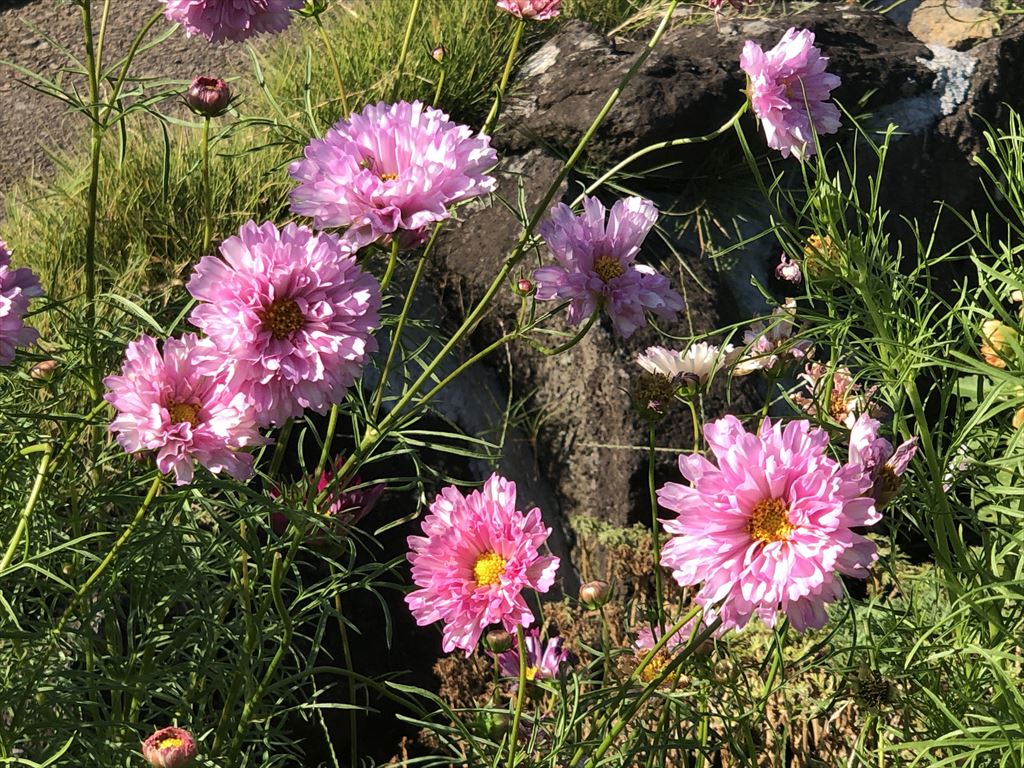 城ヶ崎 フラワーガーデン