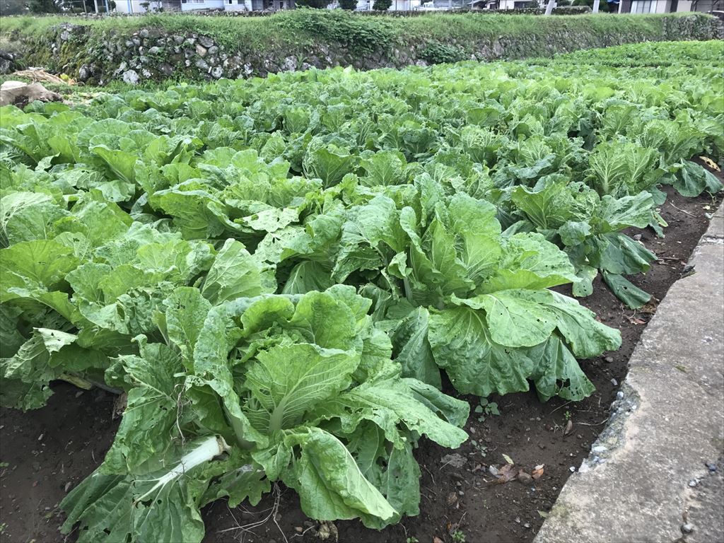 2019年10月下旬の田畑