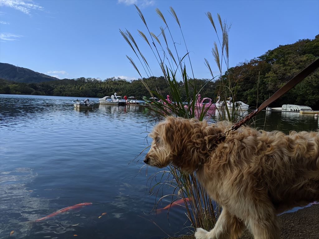 テラスカフェ 一碧湖