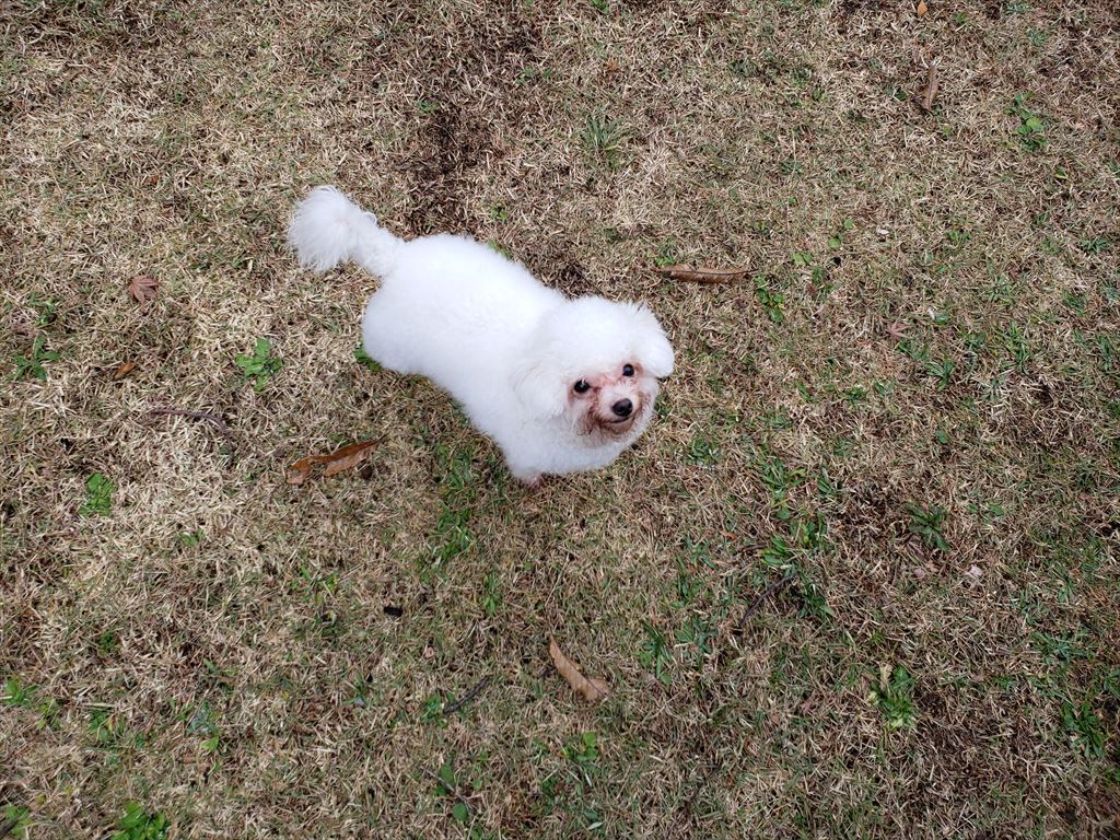 愛犬ポコと小室山公園へお散歩