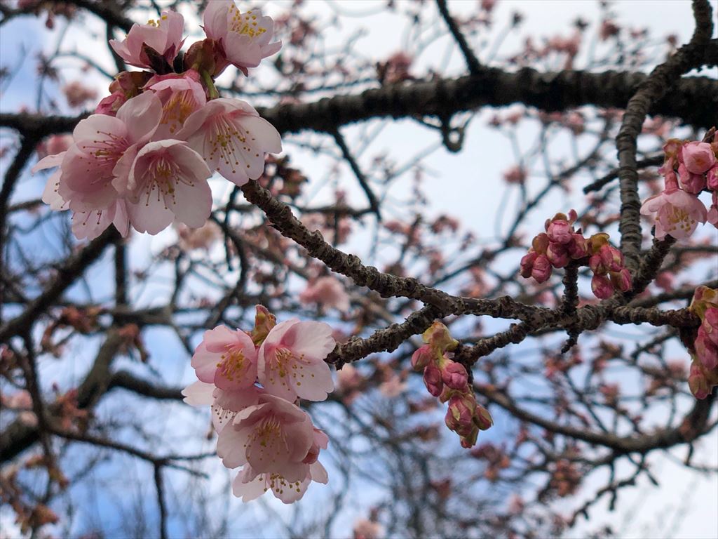 伊東公園の寒桜