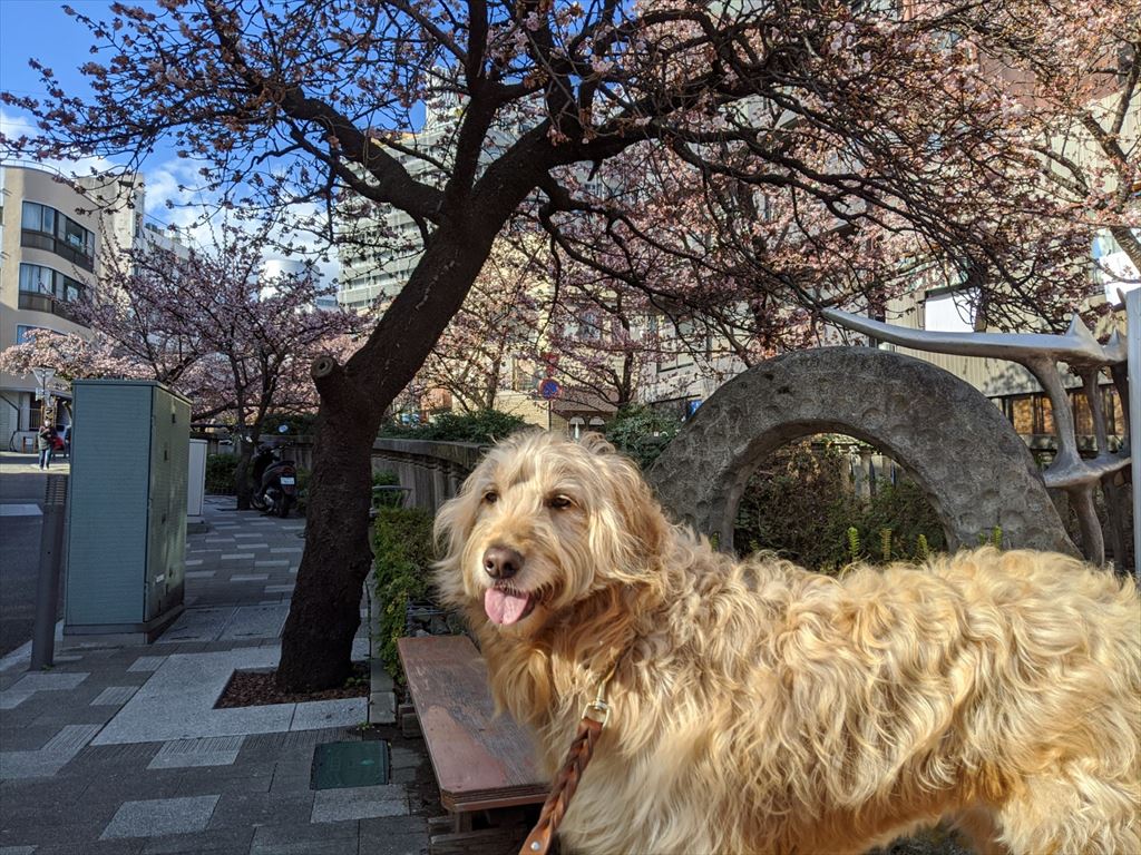 糸川沿いのあたみ桜