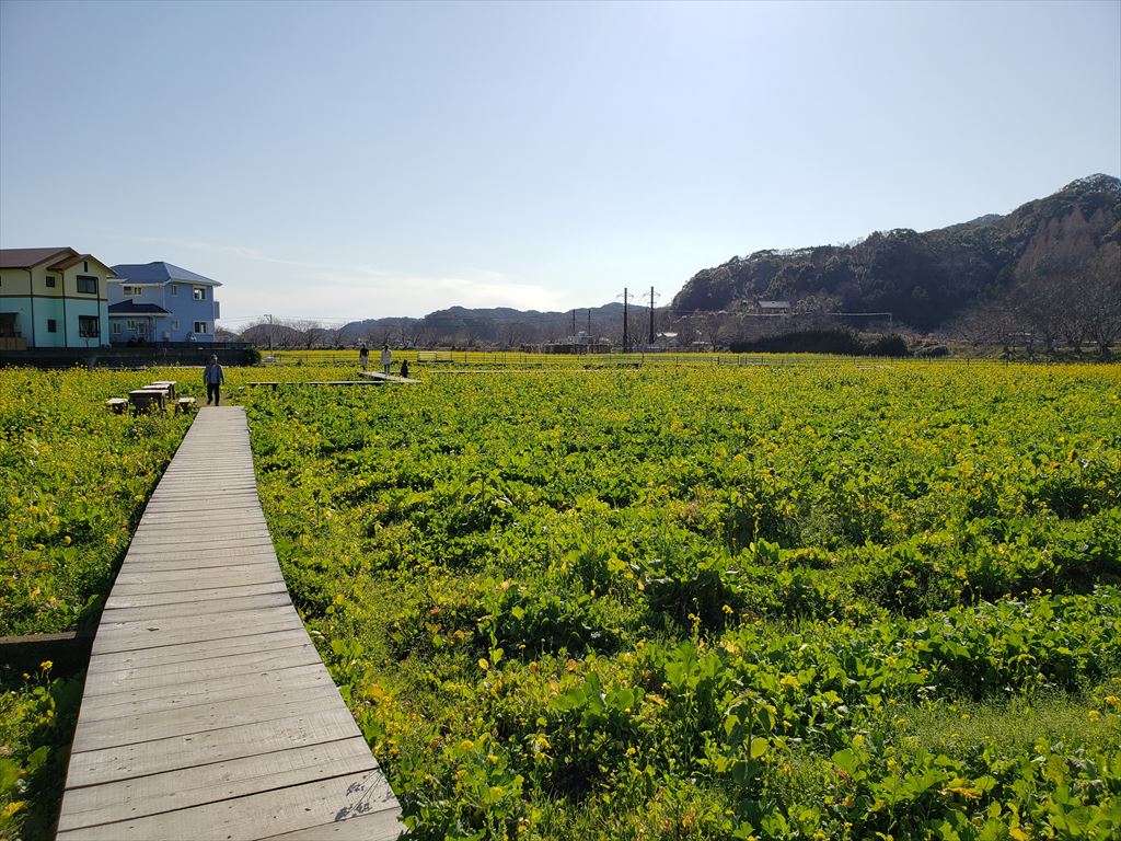 南伊豆は菜の花畑が満開です。