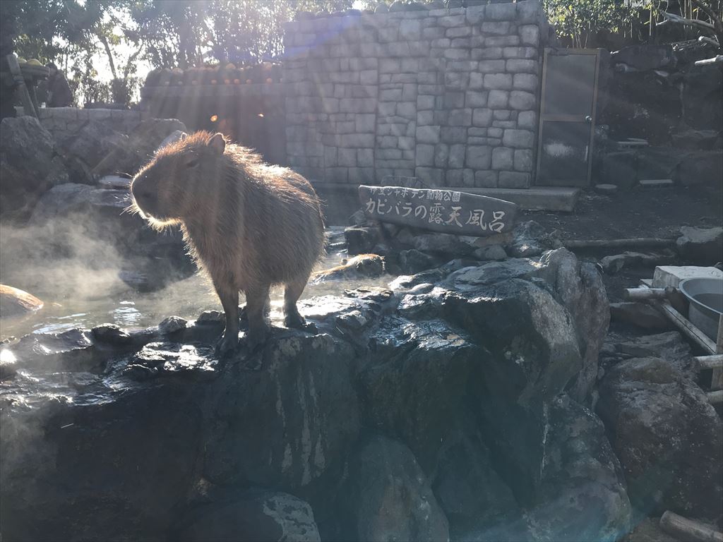 シャボテン公園