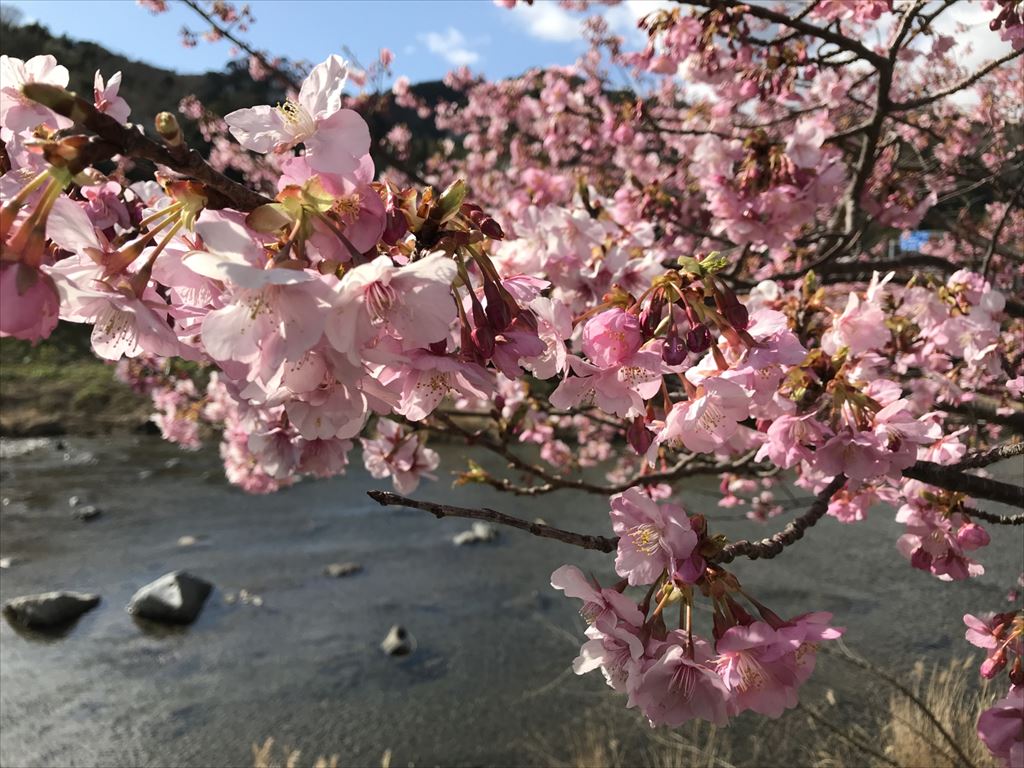 河津桜