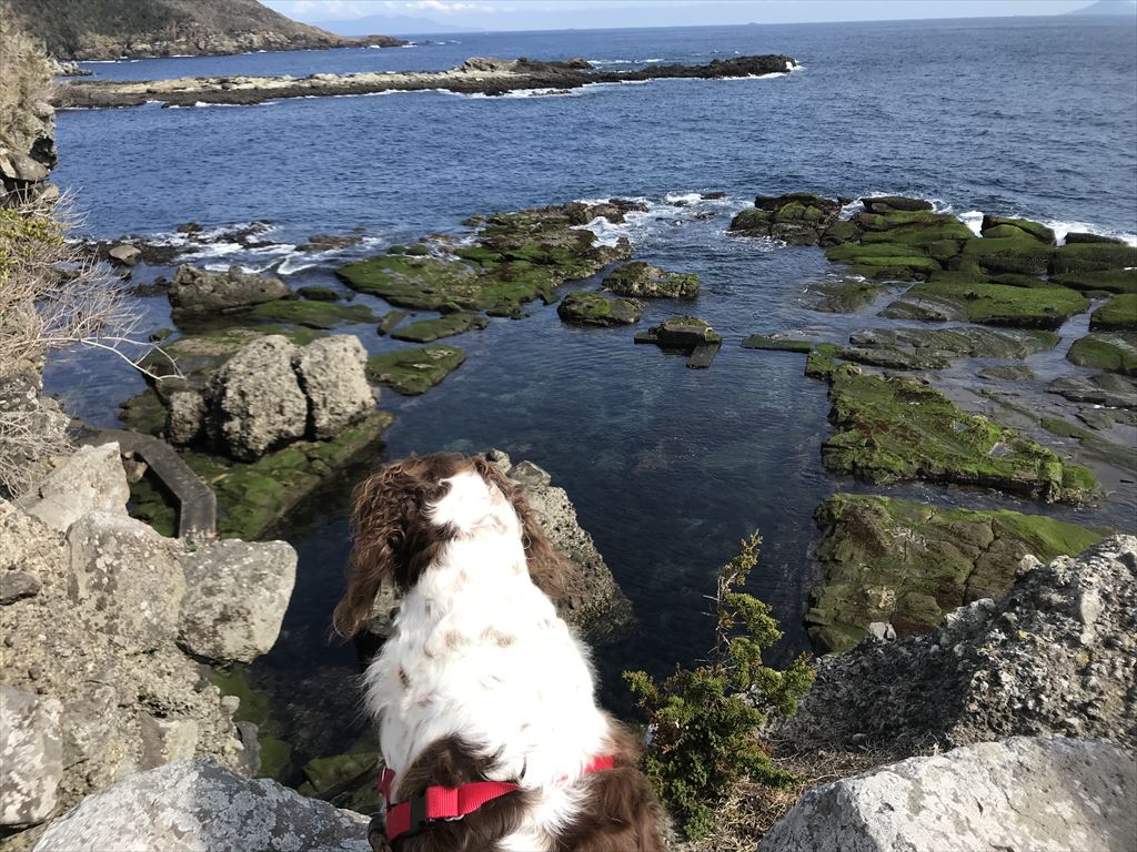 ハリーと散歩！ 恵比須島