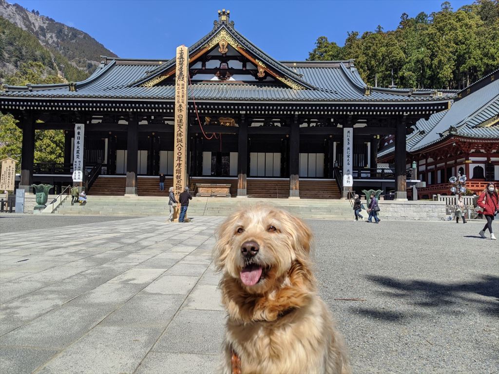 身延山へまるを連れて