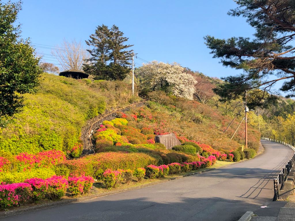 小室山のつつじ