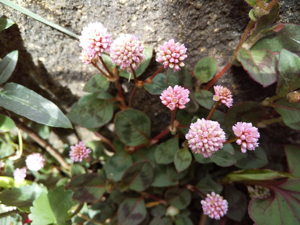 庭で咲く春の花ばな