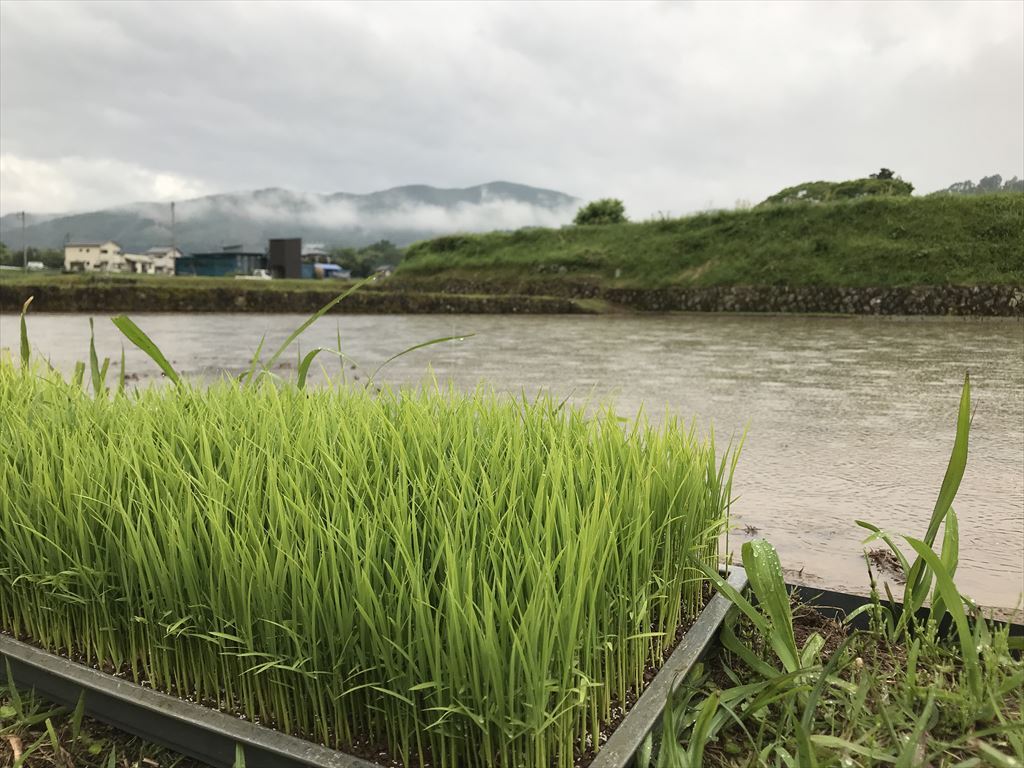 2020年の田植え