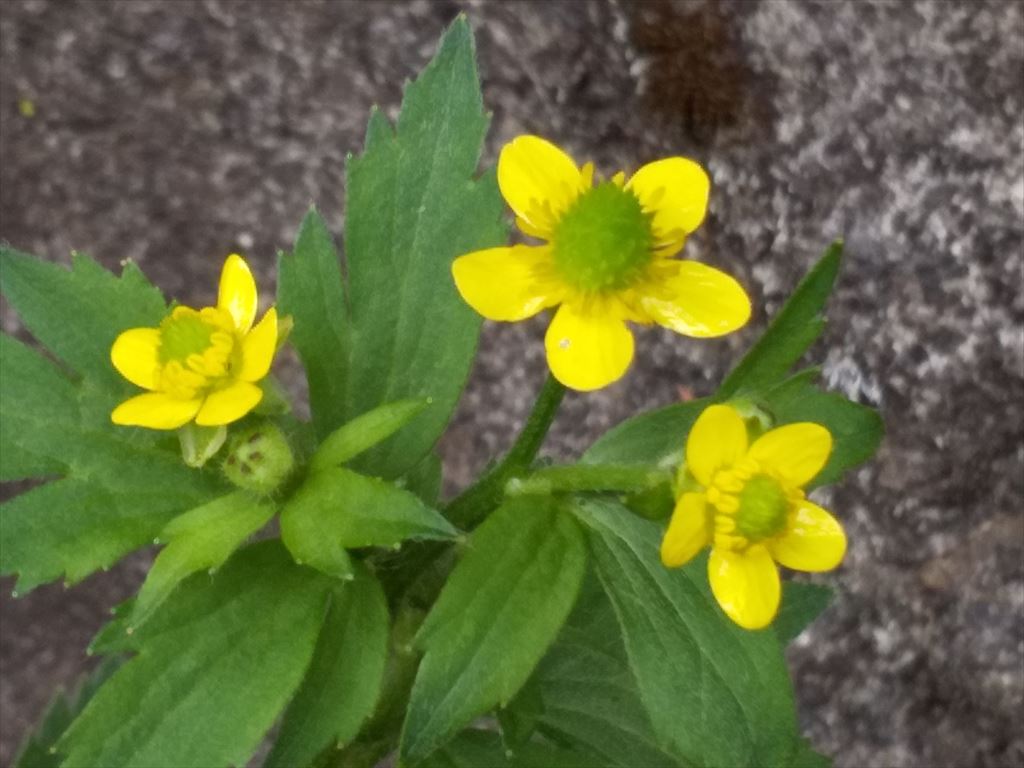 野の花ばな