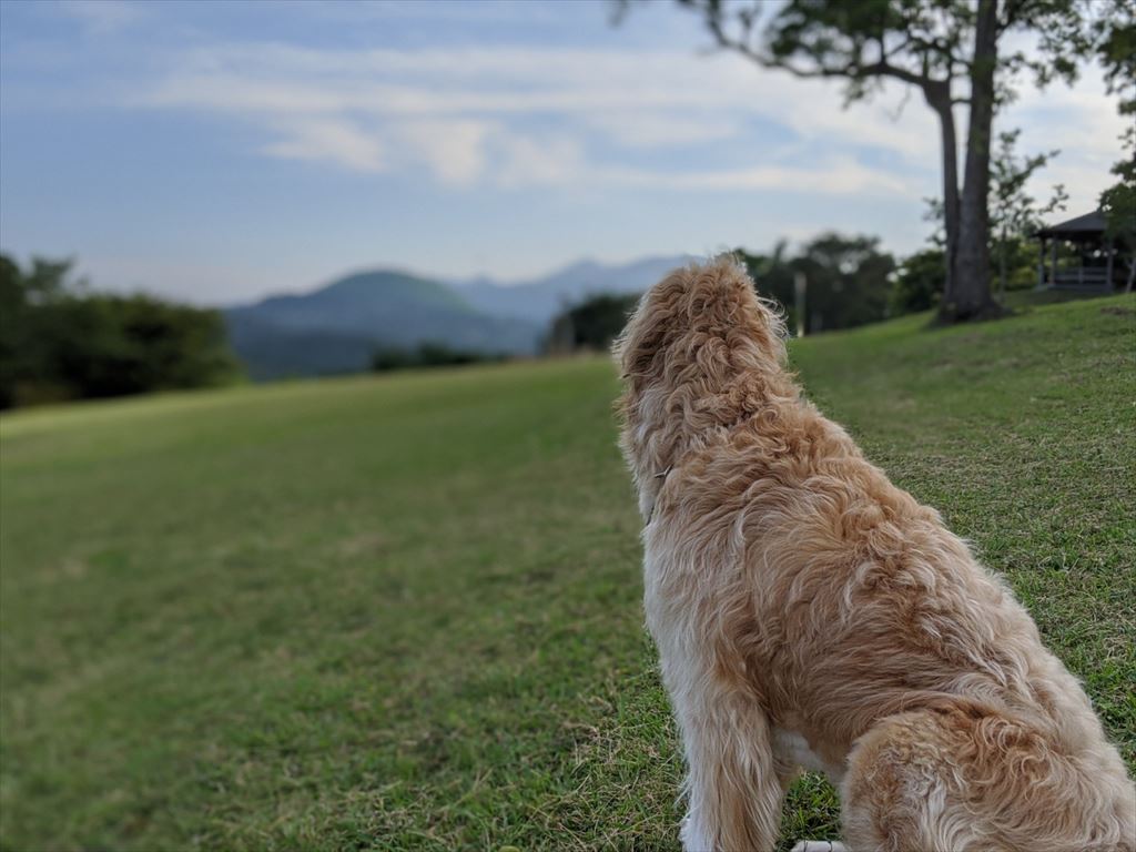 小室山の犬友達