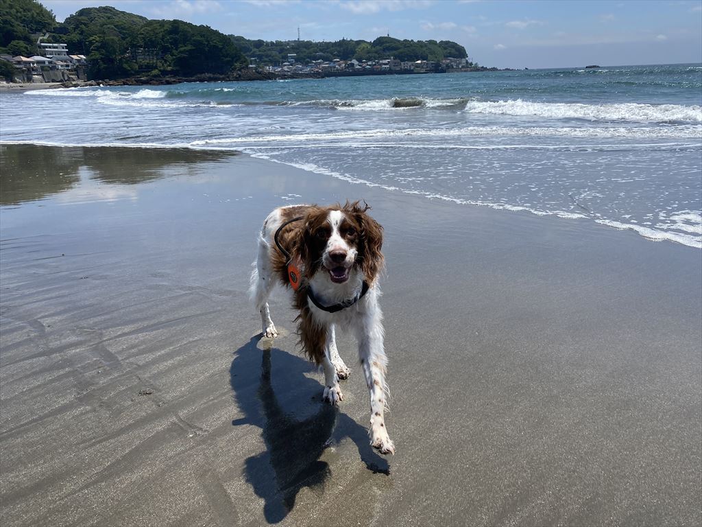 ハリーと散歩　いつもの海へ