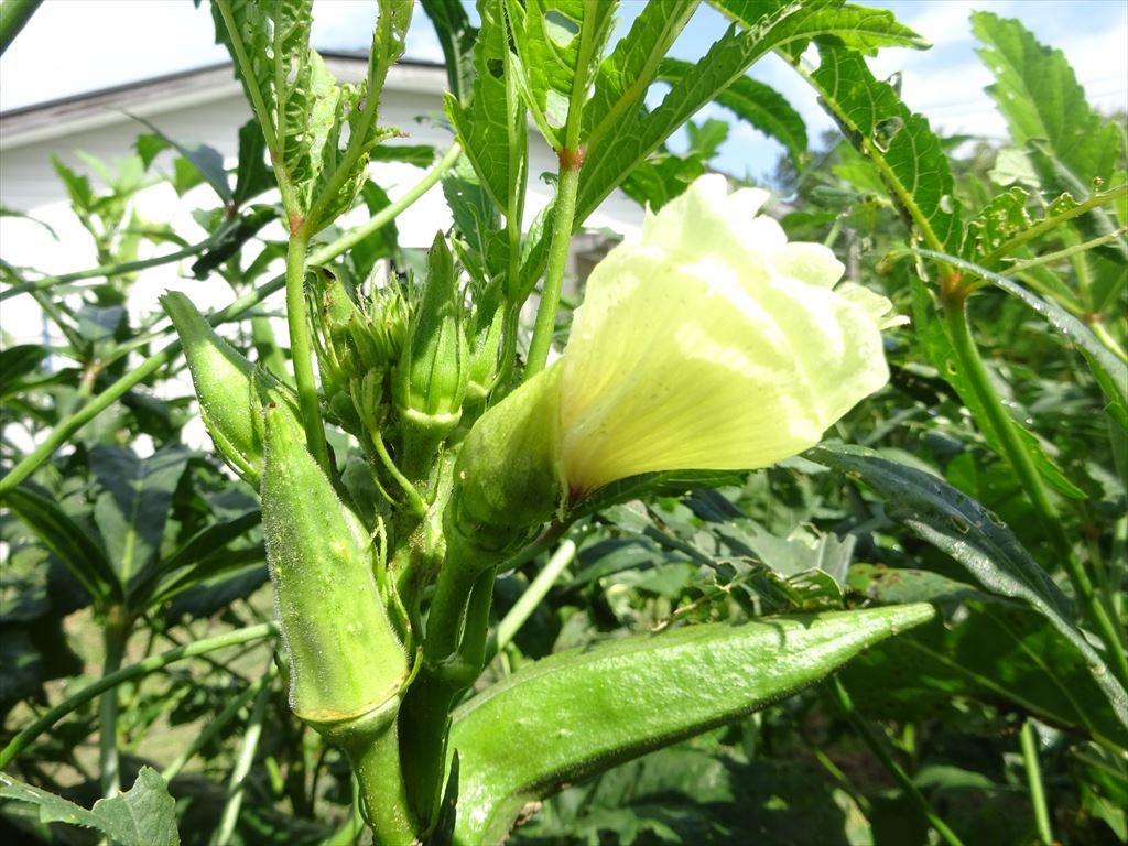 9月の家庭菜園