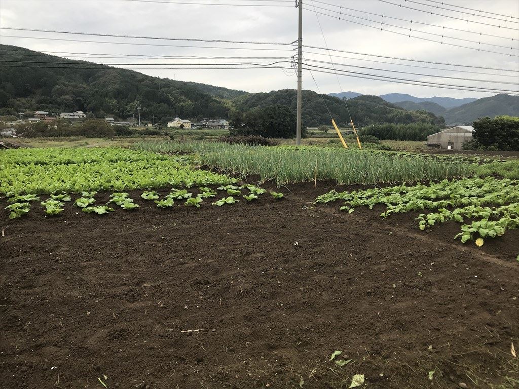 2020年10月の田畑