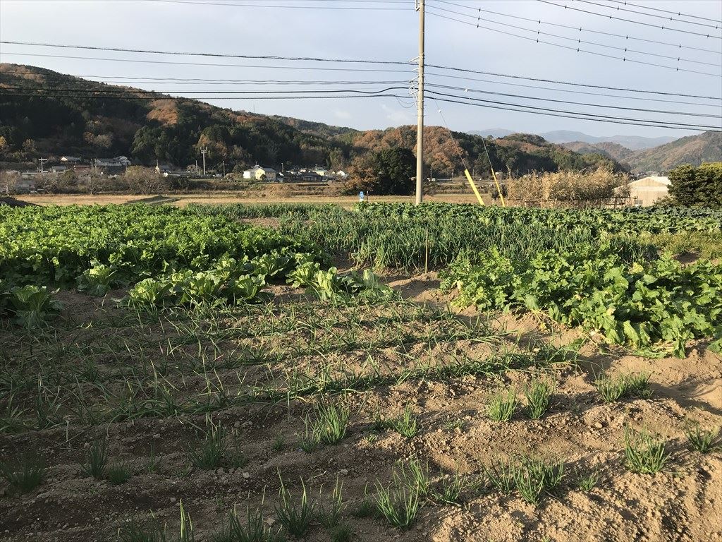 2020年12月の田畑