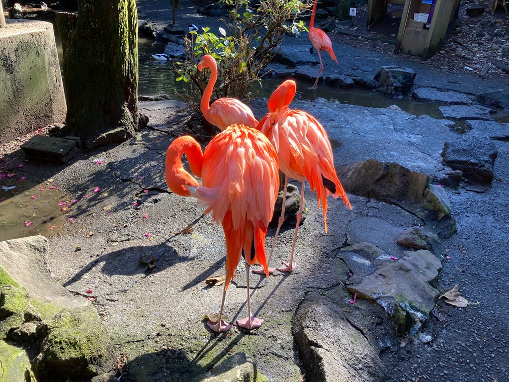 シャボテン公園のソーシャルディスタンス