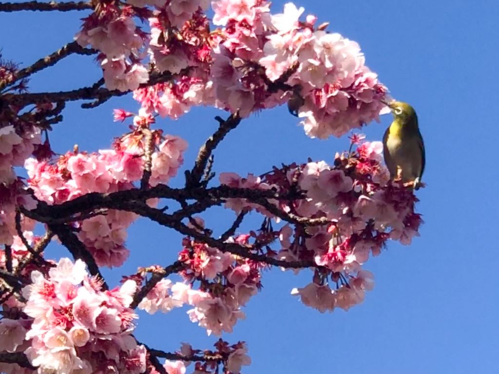 熱海桜