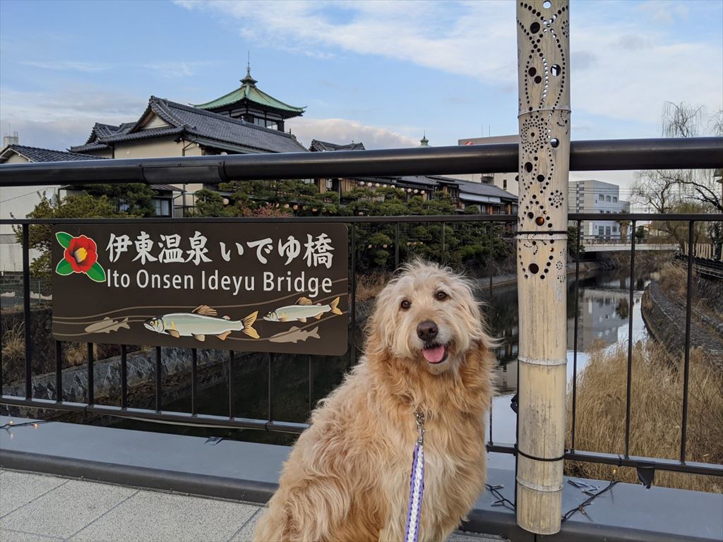 まるを連れて松川遊歩道の散歩