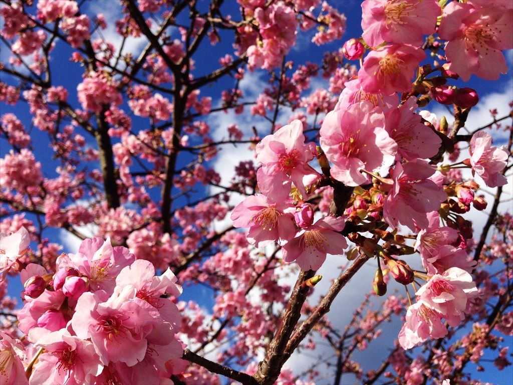 河津桜まつり（中止）