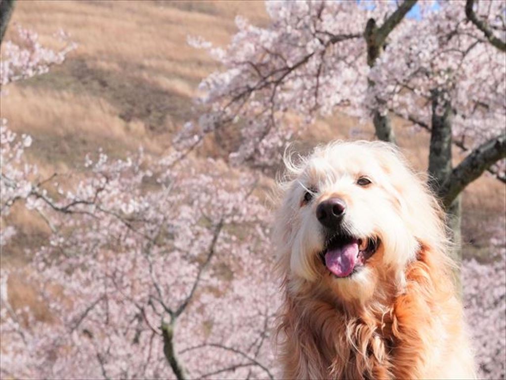 さくらの里にまるを連れて散歩