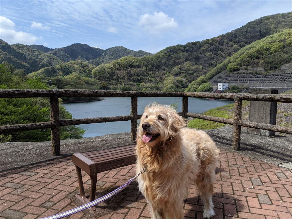 まるを連れて奥野ダム、松川湖へ散歩